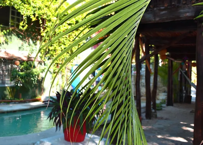 Lobo Tulum