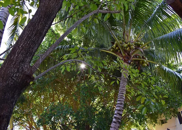 Lobo Bed & Breakfast Tulum