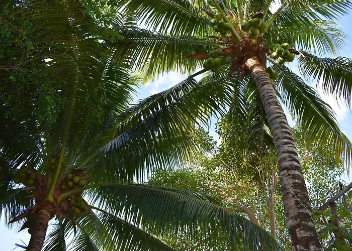 Lobo Tulum